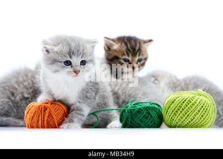 Piccolo grigio fluffy adorabili gattini sta giocando con il filo arancione palla mentre altri kitties stanno giocando con verde palline di lana in bianco foto in studio. Poco adorabile grigio divertente carino curioso fur occhi blu Foto Stock