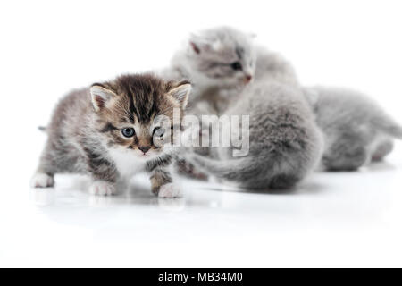 Un piccolo divertente gattina curiosa esplorazione white photo studio mentre altri giocando dietro di esso isolato su sfondo bianco. Sfocato adorabili poco gatti molto pelosi e gli occhi blu di pelo grigio animali adorabili Foto Stock