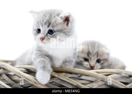 Little Grey fluffy gattino essendo curioso e seria mentre esplorare circostanti e seduti insieme con altri divertente carino kitties in bianco ghirlanda di vimini. Interessati carino grigio blu bianco occhi foto studio Foto Stock