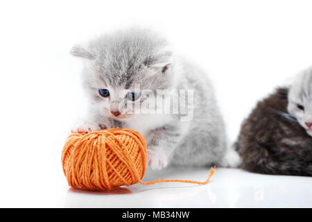 Piccolo grigio fluffy adorabili gattini sta giocando con il filo arancione palla mentre altri kitties sono in esecuzione in background in bianco foto in studio. Poco adorabile grigio divertente carino curioso fur occhi blu Foto Stock