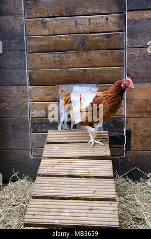 GLASGOW, Scotland, Regno Unito - 23 settembre 2013: Un ISA Brown Hen proveniente dalla casa della gallina. Foto Stock