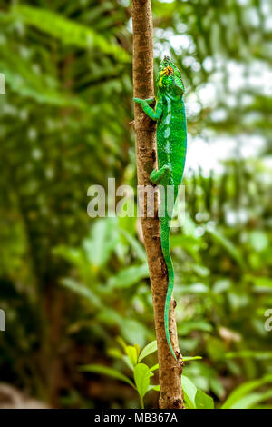 Panther chameleon (furcifer pardalis) di Nosy Komba (Nosy Be), Madagascar Foto Stock