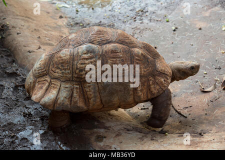 Leopard tartaruga, Stigmochelys pardalis, Testudinidae, Kenya, Africa Foto Stock