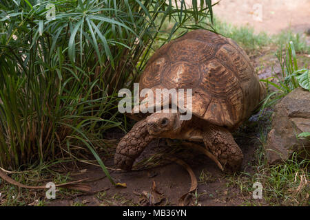 Leopard tartaruga, Stigmochelys pardalis, Testudinidae, Kenya, Africa Foto Stock