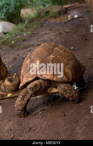 Leopard tartaruga, Stigmochelys pardalis, Testudinidae, Kenya, Africa Foto Stock