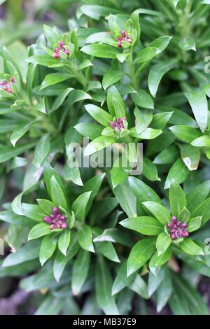 I velenosi ma fragrante Dafne odorosa (Daphne odora Aureomarginata ) nel Kent giardino. Kent, Regno Unito. Foto Stock