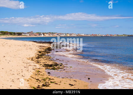 Le alghe ad alta marea sulla spiaggia di sabbia sul Firth of Forth costa. Elie e Earlsferry, East Neuk di Fife, Fife, Scozia, Regno Unito, Gran Bretagna Foto Stock