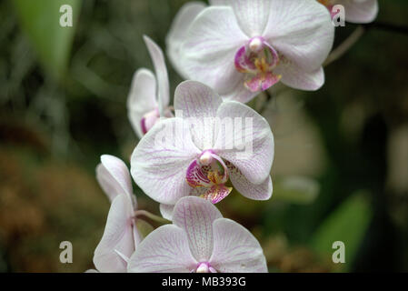 White Dendrobium Orchidee Foto Stock