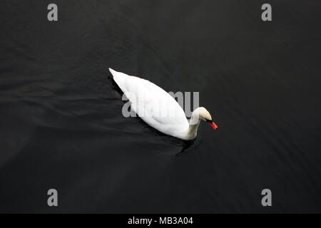 Il White Swan è galleggiante sulla superficie dell'acqua nera Foto Stock