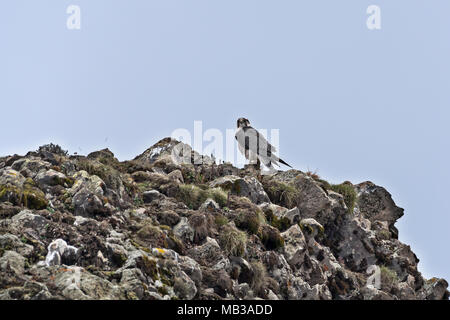Lanner falcon (Falco biarmicus), Sanetti plateau, Etiopia Foto Stock