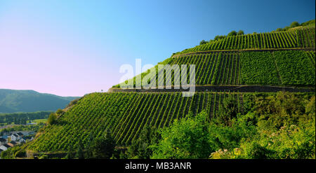 Vigneti su una collina, bella estate meteo Foto Stock