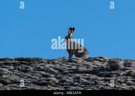 Altopiano etiopico lepre (Lepus starki), Sanetti plateau, Etiopia Foto Stock