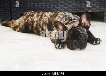 Bulldog francese cucciolo Foto Stock