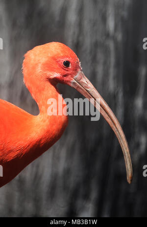 Scarlet Ibis Bird Foto Stock