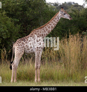 La giraffa visto durante un gioco di auto da Pamuzinda Safari Lodge vicino a Harare, Zimbabwe. Il lusso safari lodge si trova in un parco giochi dal fiume Seruwi. Foto Stock