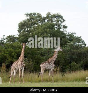 Coppia di giraffe visto durante un gioco di auto da Pamuzinda Safari Lodge vicino a Harare, Zimbabwe. Il lusso safari lodge si trova in un parco giochi dal Seruwi R Foto Stock