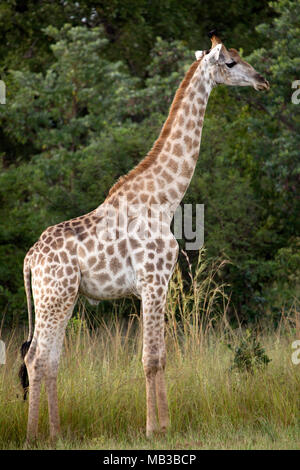 La giraffa visto durante un gioco di auto da Pamuzinda Safari Lodge vicino a Harare, Zimbabwe. Il lusso safari lodge si trova in un parco giochi dal fiume Seruwi. Foto Stock