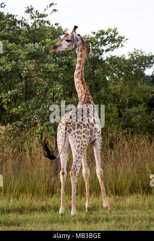 La giraffa visto durante un gioco di auto da Pamuzinda Safari Lodge vicino a Harare, Zimbabwe. L'animale colpi di scena il suo collo. Foto Stock