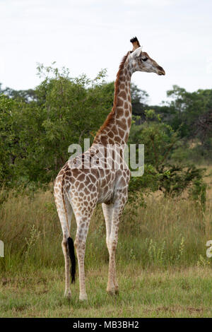 La giraffa visto durante un gioco di auto da Pamuzinda Safari Lodge vicino a Harare, Zimbabwe. Il lusso safari lodge si trova in un parco giochi dal fiume Seruwi. Foto Stock