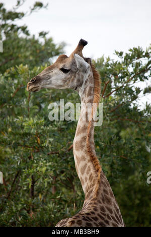 La giraffa visto durante un gioco di auto da Pamuzinda Safari Lodge vicino a Harare, Zimbabwe. L'animale colpi di scena il suo collo. Foto Stock