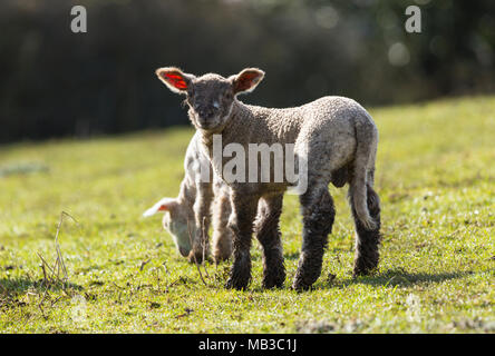 Neonato agnelli pascolano in campo Foto Stock