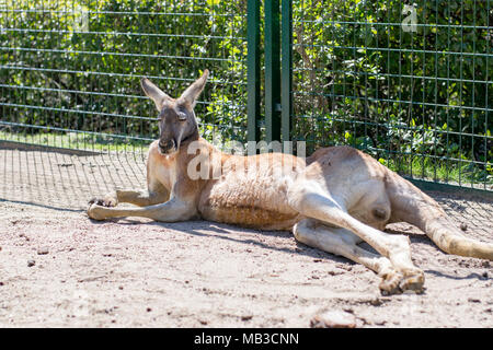 Kangaroo dozes contro un recinto sotto il sole a Faunia bioparco, Madrid Foto Stock