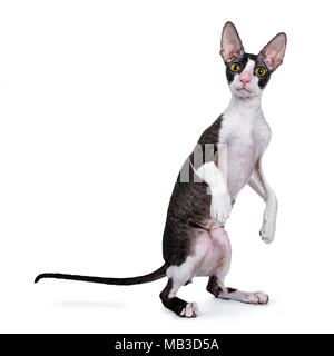 Cornish Rex cat / gattino in piedi sul retro le zampe come umano / meerkat isolati su sfondo bianco Foto Stock