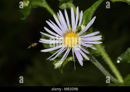 A small hover fly visiting an aster blossom. Foto Stock