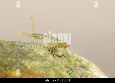 Damselfly larve Foto Stock