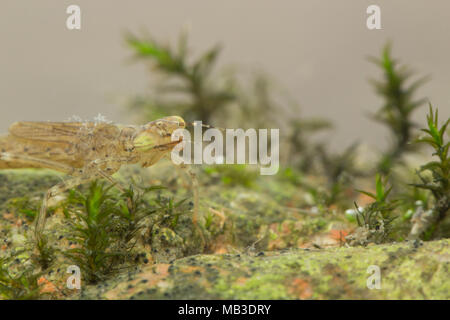 Damselfly larve Foto Stock