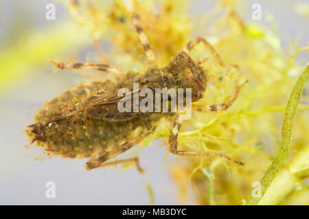 Smeraldo larve di libellula Foto Stock