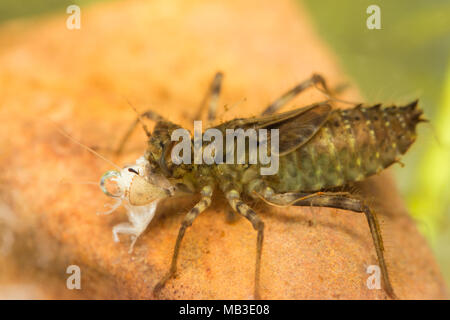 Smeraldo larve di libellula Foto Stock