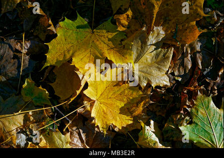 Foglie di autunno Foto Stock