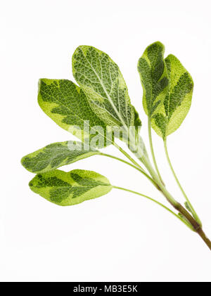 Rametto di Varigated fresca erba salvia Foto Stock