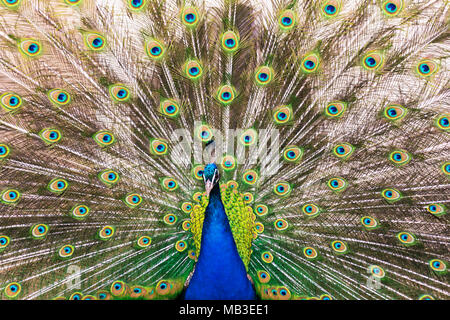 Puntoni di pavone con le piume colorate Foto Stock