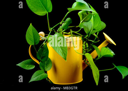 Piante verdi crescere da un giallo annaffiatoio. Isolati contro il nero Foto Stock