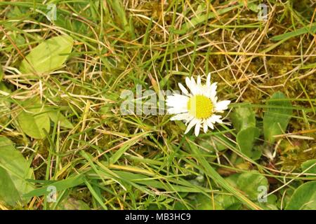 Singolo daisy sul terreno in erba Foto Stock