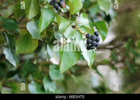 Bacche di edera contro uno sfondo sfocato Foto Stock