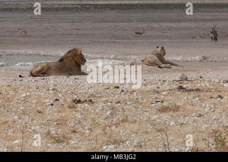 I Lions in Etosha National Park, Namibia Foto Stock