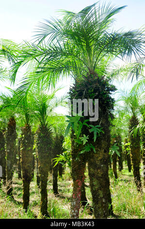 Un albero di palma cresce di raccolto in Costa Rica Foto Stock