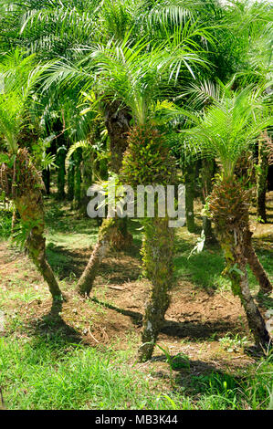 Un albero di palma cresce di raccolto in Costa Rica Foto Stock