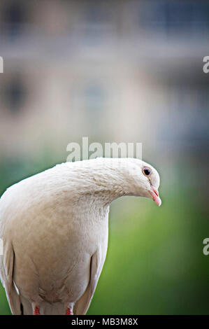 Bianco-feathered pigeon testa di curvatura e seduto su sfondo sfocato a Mosca, in Russia. Foto Stock