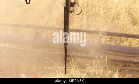 La macchina mietitrebbiatrice rimuove il grano. La vista dalla cabina del conducente. La prima persona della vista. La mietitura del frumento raccolto l'agricoltura Foto Stock