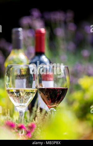 Vino rosso e bianco in bicchieri con bottiglie in background tra fiori di lavanda Foto Stock