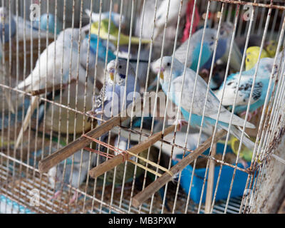 Gabbia per uccelli del blu e del bianco budgerigar o parrocchetto per la vendita nel mercato Foto Stock