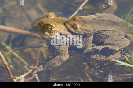 Due coniugati rospi comuni (Bufo bufo) immerso in acqua la deposizione delle uova sul bordo di un lago in una soleggiata giornata di primavera. Foto Stock