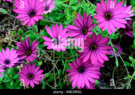 Osteospermum ecklonis African daisy Cape calendula fiori viola Foto Stock