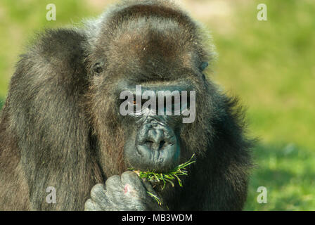 Una testa e spalle immagine di un Western pianura gorilla Gorilla gorilla gorilla, alimentazione a Blackpool Zoo, Lancashire, Inghilterra. Il 31 marzo 2007. Foto Stock