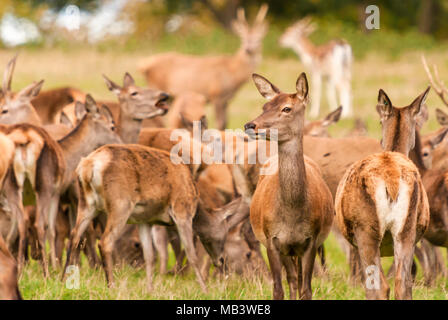 Una mandria di captive Cervi, Cervus elaphus, durante la stagione di solchi. Il 16 ottobre 2010. Foto Stock