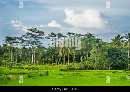 Fertile campagna rurale del Kedu pianura a ovest di Borobudur, Giava centrale, Indonesia Foto Stock